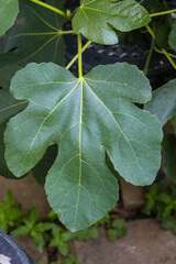 Close up of a dark green fig leaf with stalk attached to a fig tree.