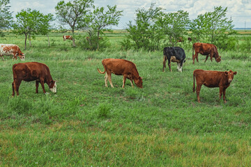 Fototapeta na wymiar Spotted red and black cows grazing on a beautiful green meadow against a blue sky wish clouds Livestock farming