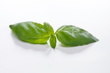 basil leaves isolated on white background