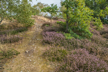 heidelandschaft auf der Hiwweltour heideblick
