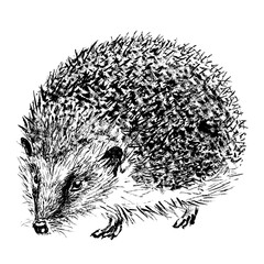 Hedgehog hand-drawn with black ink and brush. Isolated on white