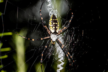 Banana Spider