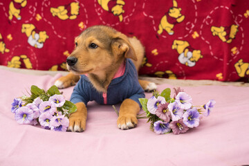 brown puppy sitting on a colored background
