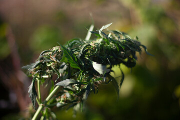 Marijuana on the street. Hemp plant.