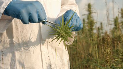 Doctor scientist checking hemp plants and trimming them with scissors. Medical cannabis sativa.