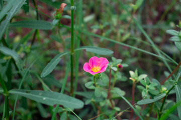 Rosa rubiginosa that nice colors flower