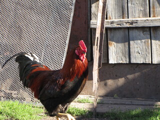Rooster