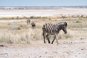 Fototapeta na wymiar African zebra in Etosha