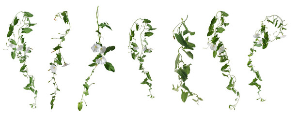 Few stems of bindweed with white flowers and green leaves at various angles on white background