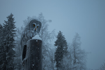great grey owl wood