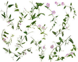 Many stems of bindweed with pink flowers and leaves at various angles on white background