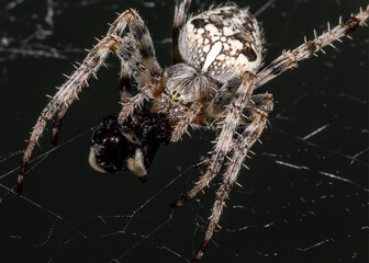 The spider sits on the web. Close-up. Macro