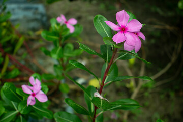 Periwinkle a common name vinca and a pink periwinkle flower