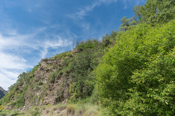 Fototapeta na wymiar green leafy trees in a mountainous area