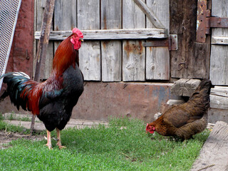 Rooster and chicken