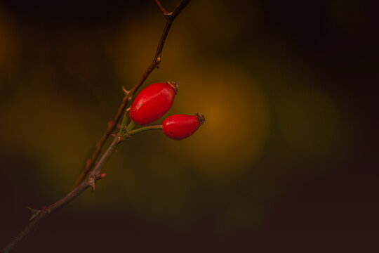 Hagebutten Bokeh Freiraum