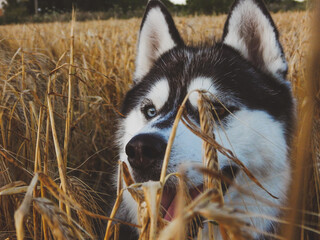 Husky alone in the field