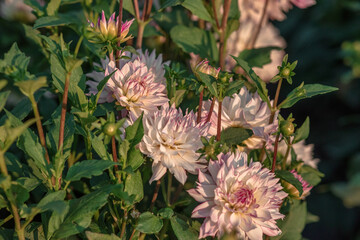 Bright, beautiful, autumn flowers-dahlias, growing in the field, in daylight, close-up, selective focus