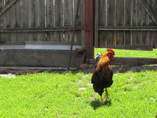 Rooster in the meadow