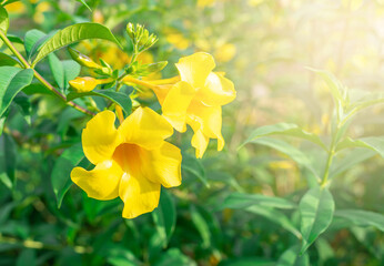 Obraz premium Caesalpinia flower on blurred green leaf background