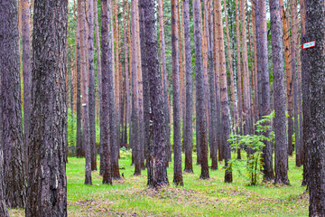 Forest texture. Tightly growing trees in the forest. Forest background. Young pines grow in even rows in a forest glade.