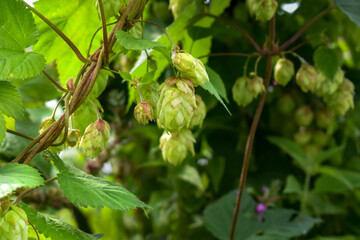 Blooming hop cones on a sunny day. Stem, leaves, liana and flowers of hops growing in nature. Green hops are an ingredient in beer. Green hops. Space for text