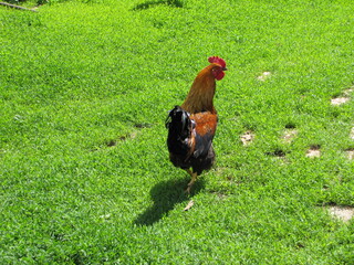 Rooster in the meadow