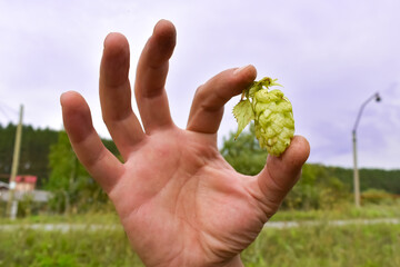 Green hops in a working male hand outdoors. Ingredient for brewing beer. Growing hops. A man...