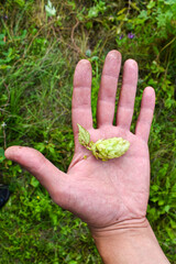 Naklejka na ściany i meble Green hops in a working male hand outdoors. Ingredient for brewing beer. Growing hops. A man holding fresh green hops, close-up. Beer production