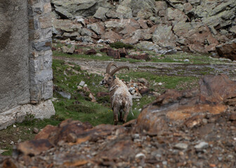 a curious ibex grazes the grass around Lake Valscura