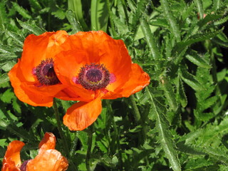 Two poppies