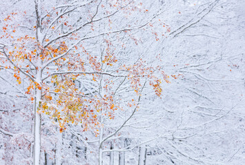 Snowy forest in autumn, Sierra Cebollera Natural Park, La Rioja, Spain, Europe