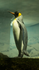 Mr. Pinguin