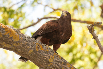 aquila