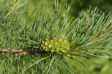 Young green pine cone on a branch.