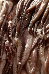 octopus tentacles close-up suckers in water