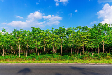 Plantation tree rubber or latex tree rubber in southern Thailand