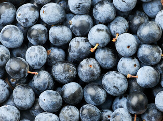 Ripe sloe berries background. The view from top
