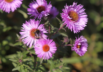 Astra Virgin or New Belgian plant with purple flowers blooming in autumn garden