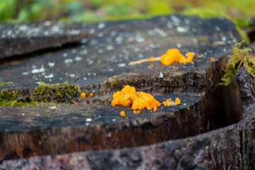 Dacrymyces stillatus . ZERFLIESSENDE GALLERTTRÄNE . Trémelle déliquescente 