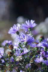 Astra Virgin or New Belgian plant with purple flowers blooming in autumn garden