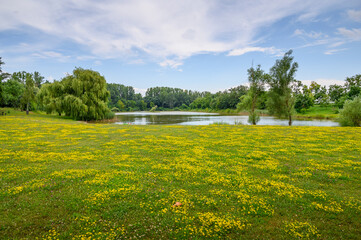 Fototapeta na wymiar Green meadow with yellow flowers around lake in Angern an der March (AUSTRIA)