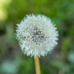 Fluffy white dandelion on green grass background