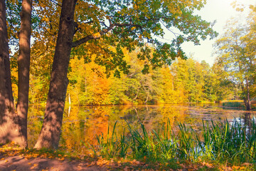 Autumn landscape oak trees on the shore of the pond in autumn with waterfowl ducks and aquatic vegetation.