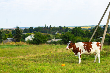 white and red holstein cow in green grassy meadow on sunny summer day with blue sky. dairy cow in...