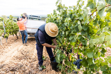 vineyard at harvest time