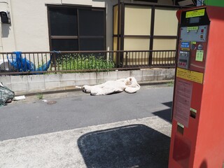着ぐるみ　珍百景