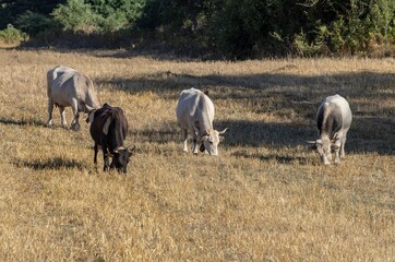 Grazing cows in the countryside
