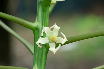 A single papaya white flower