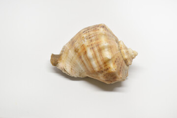 Sea shell isolated on white. Close up.